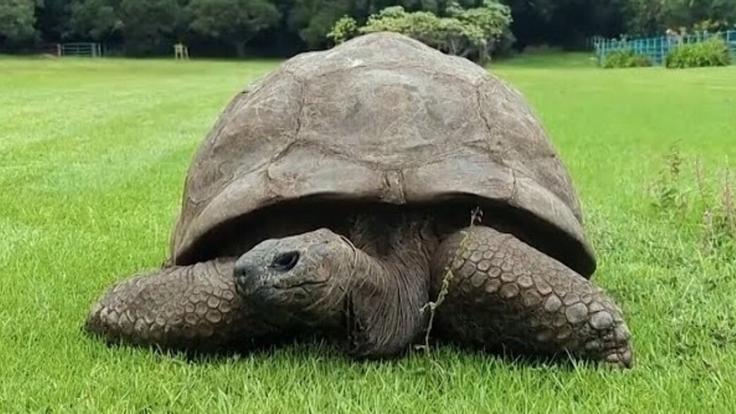 ראה כמעט 200 שנה של היסטוריה: ג'ונתן הצב האגדי הלך לעולמו