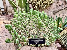 Euphorbia resinifera at the US Botanic Garden (צילום: Kplans, wikipedia.org) Euphorbia resinifera at the US Botanic Garden (צילום: Kplans, wikipedia.org)