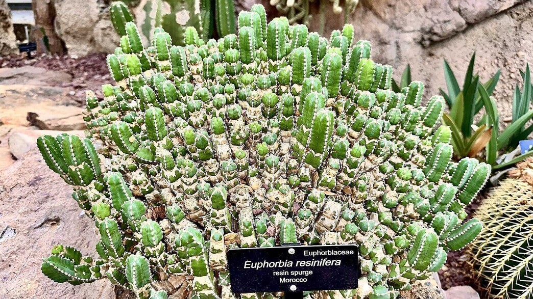 Euphorbia resinifera at the US Botanic Garden Euphorbia resinifera at the US Botanic Garden