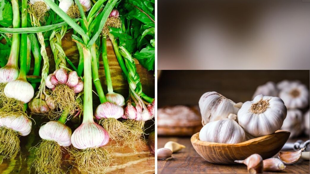 מה יותר בריא - שום סיני או שום ישראלי?