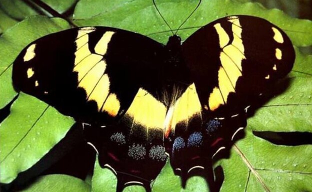 פרפר ענק ג'מייקה פרפר ענק ג'מייקה