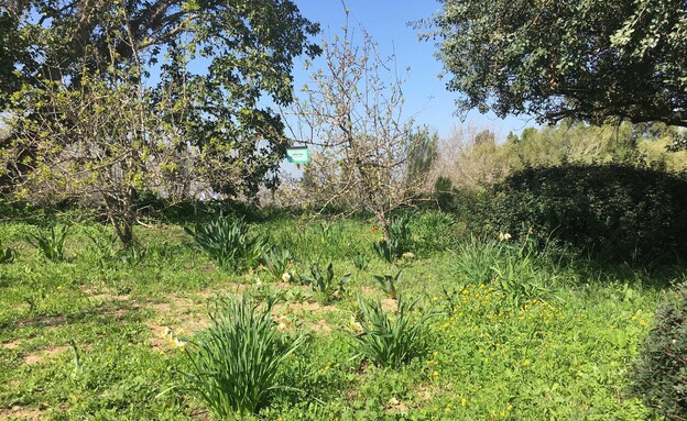 צמחייה גבעת תום ותומר 