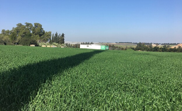 שדות גבעת תום ותומר 