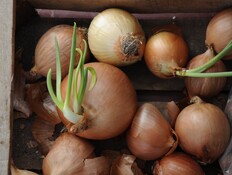 בצל שהתחיל לנבוט (צילום: shutterstock_2362954551) בצל שהתחיל לנבוט (צילום: shutterstock_2362954551)