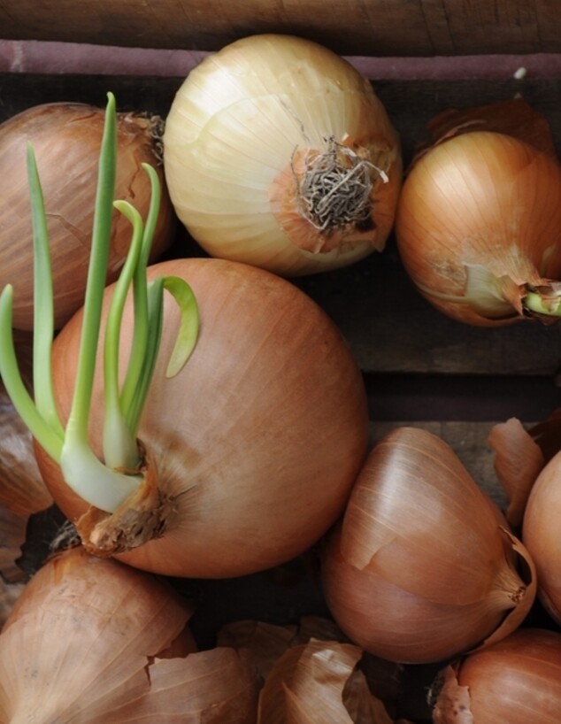 בצל שהתחיל לנבוט