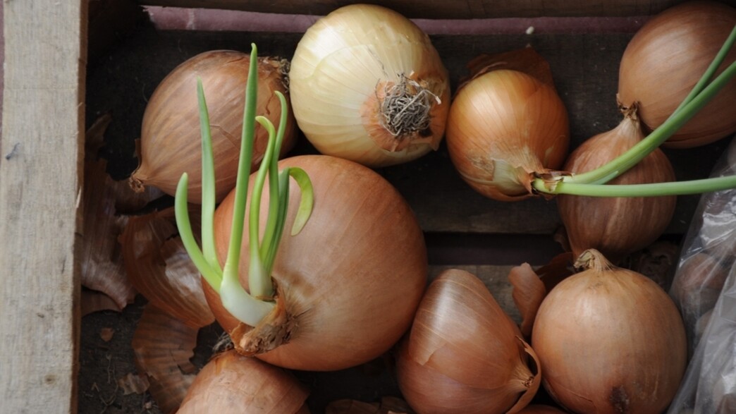 בצל שהתחיל לנבוט בצל שהתחיל לנבוט