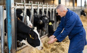 רפתן (צילום: שאטרסטוק)