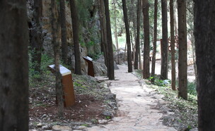 יער הקדושים (צילום: יוסי זמיר, ארכיון הצילומים של קק"ל)