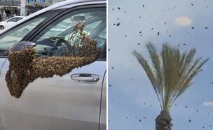 מכת דבורים בנתיבות (צילום: רשתות חברתיות לפי סעיף 27א)