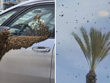 בהלה במרכז המסחרי בגלל נחיל דבורים: "כמו בסרט אימה"