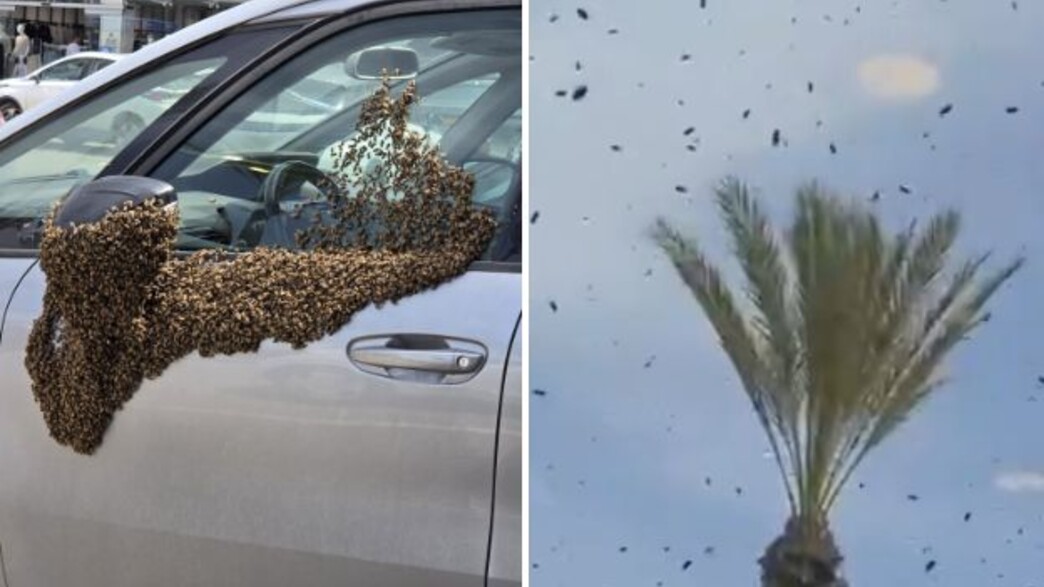 מכת דבורים בנתיבות