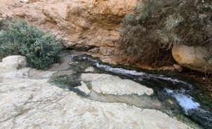 עין בוקק (צילום:  איל שפירא)