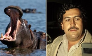 פבלו אסקובר, היפופוטמים (צילום: Eric VANDEVILLE/Gamma-Rapho/Getty Image, istockphoto)