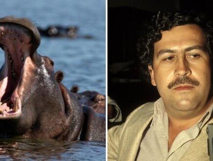ההיפופוטמים של אסקובר יומתו? הצעד שמתכננים בקולומביה