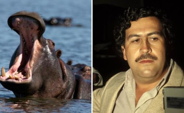 פבלו אסקובר, היפופוטמים (צילום: Eric VANDEVILLE/Gamma-Rapho/Getty Image, istockphoto)