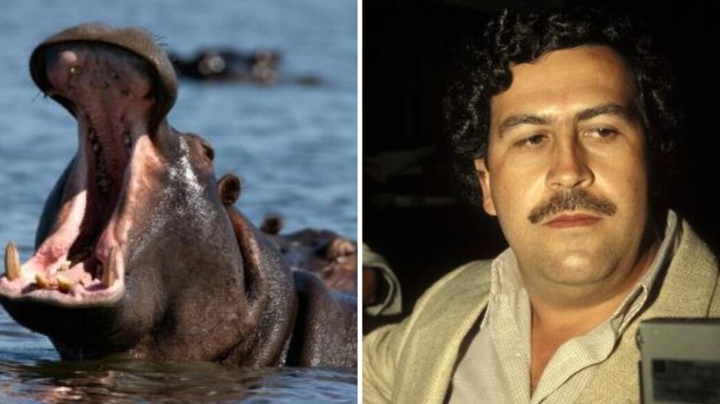 פבלו אסקובר, היפופוטמים