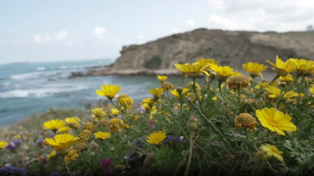 הטבע בשיאו: פריחות נדירות, מרבדים אדומים ומפל עוצמתי אחד