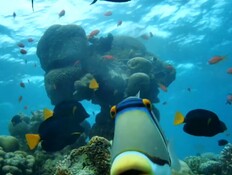 פיקסון (צילום: שוניות אילת) פיקסון (צילום: שוניות אילת)