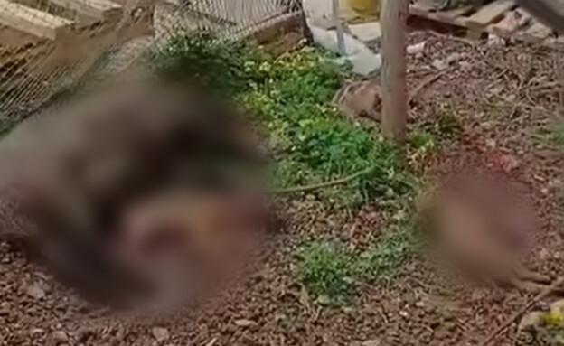 חזירי הבר שנמצאו מתים בחיפה