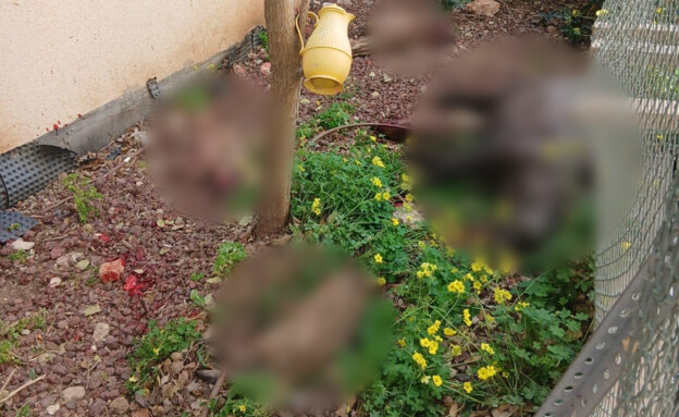 חזירי הבר שנמצאו מתים בחיפה