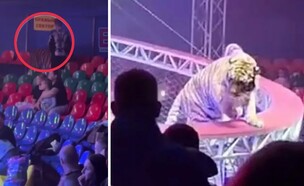 רוסטוב על הדון (צילום: מתוך הרשתות החברתיות לפי סעיף 27א׳ לחוק זכויות יוצרים)