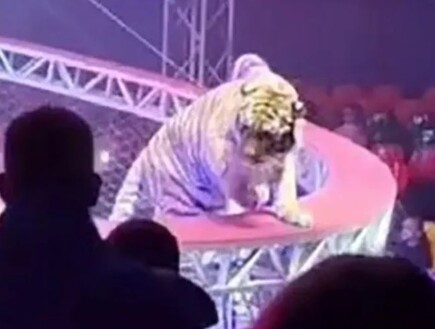 אימה בקרקס: טיגריס ברח מהזירה – והסתובב חופשי בקהל