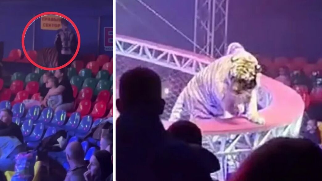 אימה בקרקס: טיגריס ברח מהזירה – והסתובב חופשי בקהל