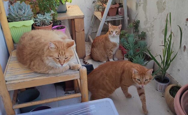 מיה איזק ושלושת החתולים שלה