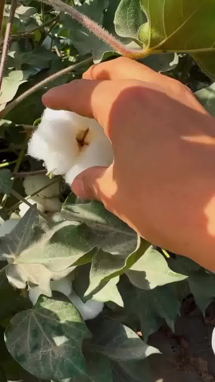 הידעתם? בערך אחד מכל 10 אנשים מקבל צמרמורת ממגע בצמר גפן