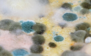 עובש (צילום: shutterstock_Sebastian_Photography)