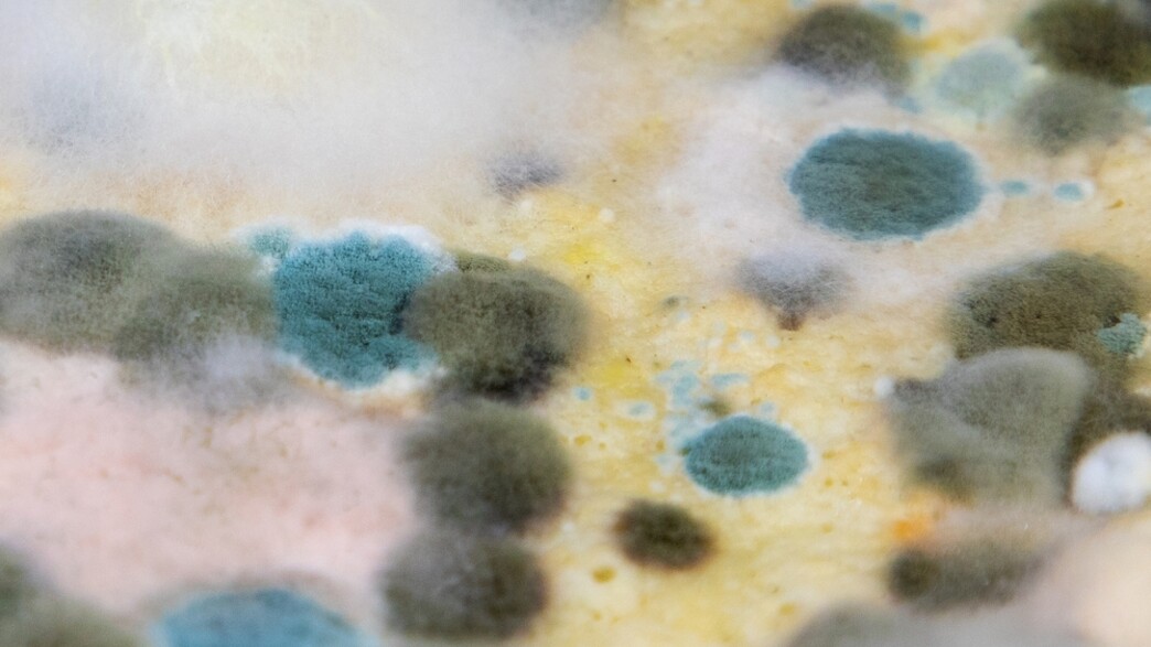 לא סתם כתם: סוגי עובש שיגרמו לכם לרוץ לנקות את הבית