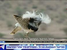 20valsbirds_vtr2_n20260422_v1 (צילום: חדשות)