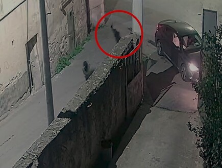 חגג את הרצח עם יריות באוויר: פוענח החיסול האכזרי בצפון