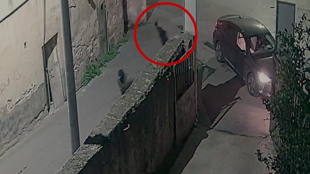 חגג את הרצח עם יריות באוויר: פוענח החיסול האכזרי בצפון