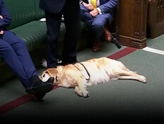 ASAF_DOG_24042026 (וידאו AVI: חדשות)