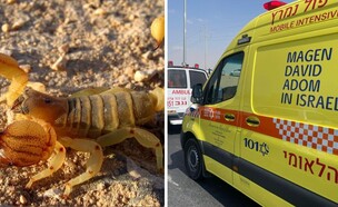 אמבולנס, עקרב (צילום: אוהד יהלומי)
