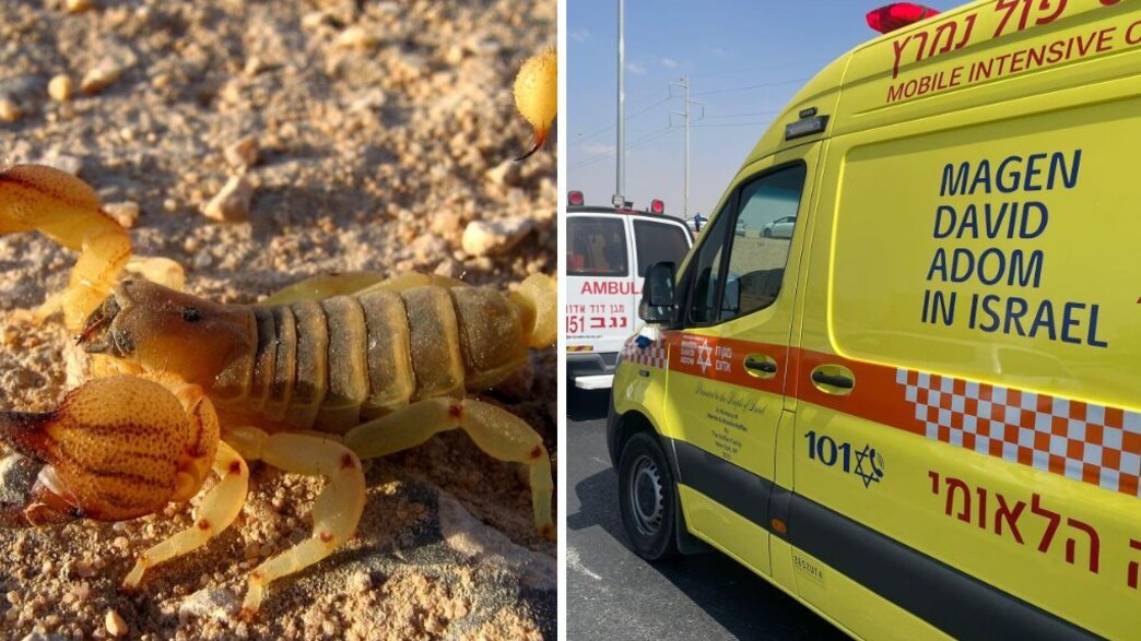 אמבולנס, עקרב