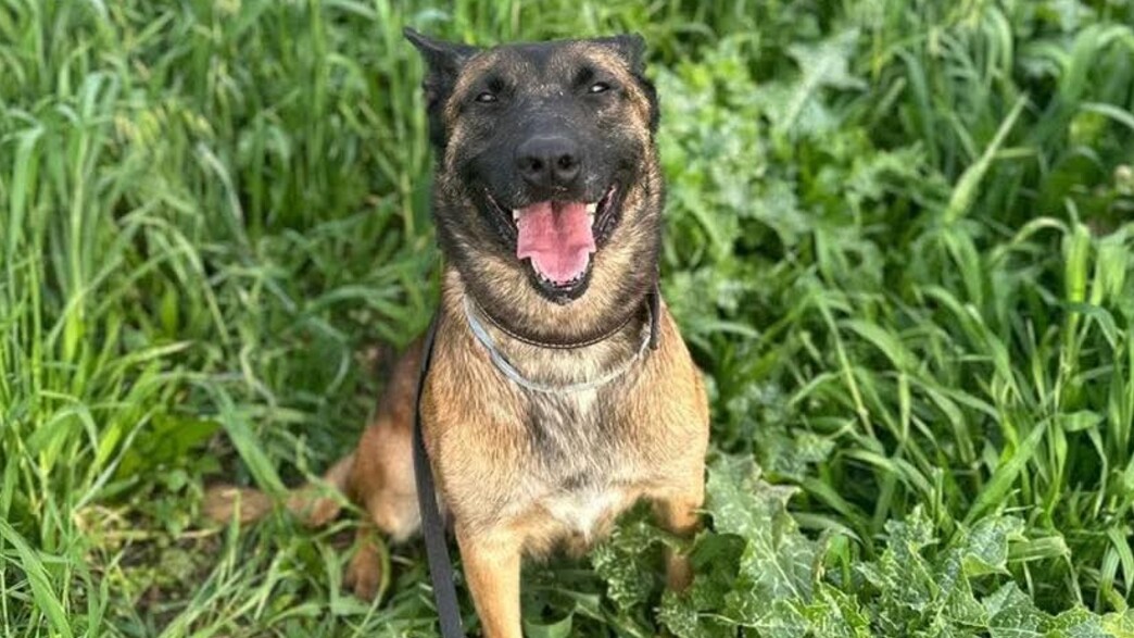 כלבת תקיפה חשפה מחבלים במהלך פעילות של חטיבת צנחנים בבינת ג'ביל