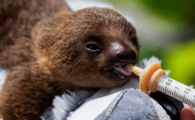 עצלן (צילום: reuters)