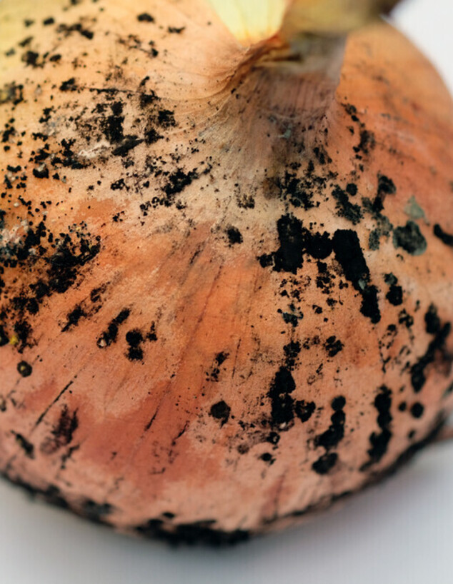 בצל עם עובש