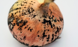 בצל עם עובש (צילום: shutterstock_Anakumka)