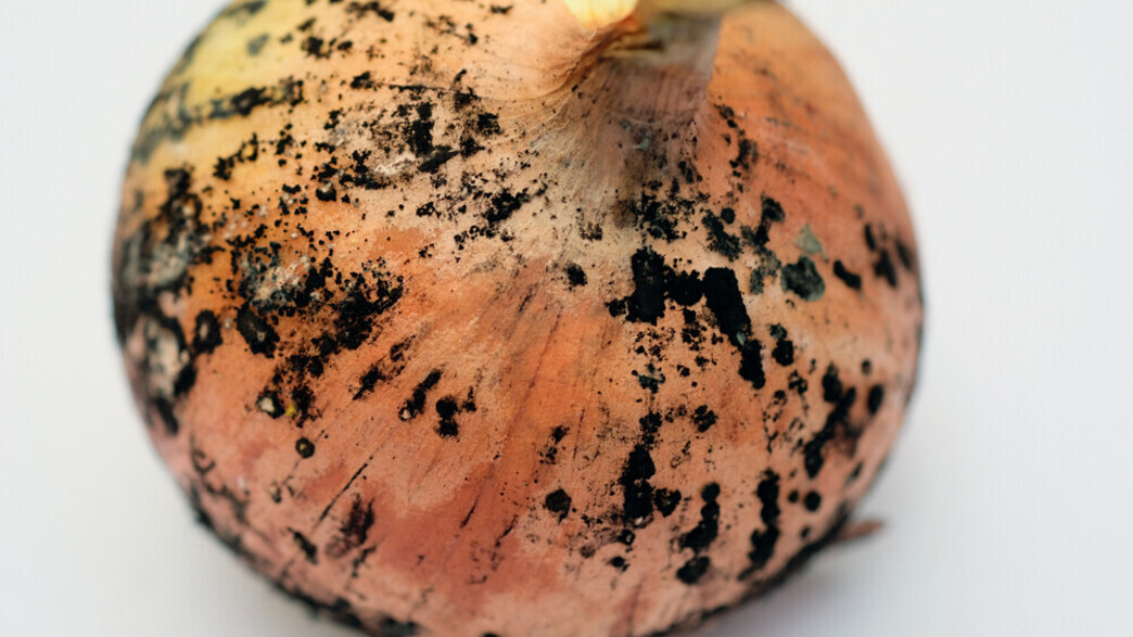 בצל עם עובש