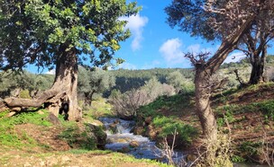 נחל צלמון (צילום: אטי קוריאט אהרון, רשות הטבע והגנים)