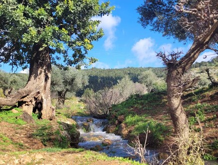 טחנות קמח, בריכות צוננות ונחל שחזר לזרום: מסלול מים משפחתי בנחל צלמון
