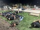 החוגגים ירו בחתונה, השוטרים נכנסו, פיזרו את האורחים - ועצרו את החתן