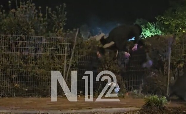 תיעוד: חרדים קופצים מעל הגדרות במירון