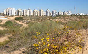 חולון (צילום: Boris_V, shutterstock)