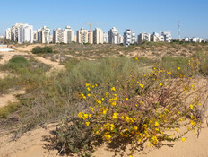 חולון