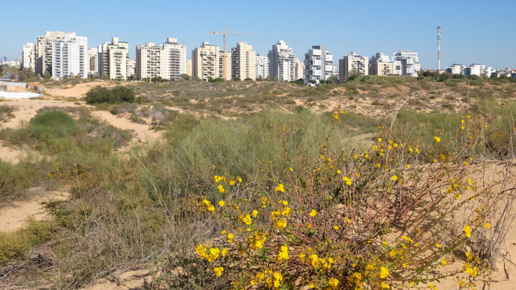 חולון