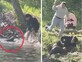 ניו ג'רזי: אב לשניים הותקף על ידי בונה באגם הנרי